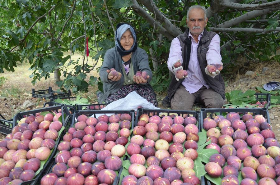 İNCİRİMİZ YURT İÇİ PAZARINDA