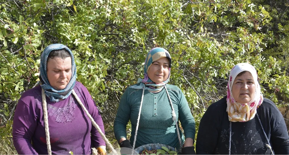 DOĞADA KENDİLİĞİNDEN YETİŞEN BİTKİ VATANDAŞLARIMIZA GEÇİM KAYNAĞI OLUYOR
