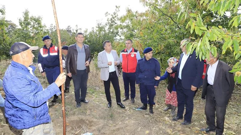 DEMİRCİ’DE KESTANE HASADI