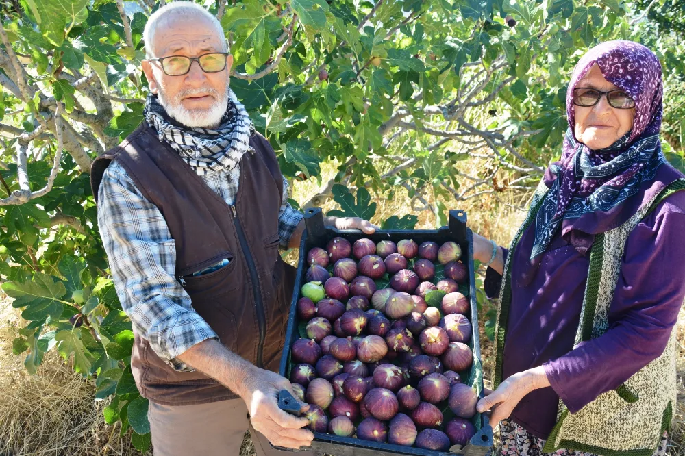 İNCİR HASADI BAŞLADI, HEDEF 185 TON